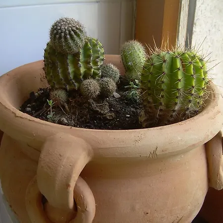 Il Tartarughino * Cariati
